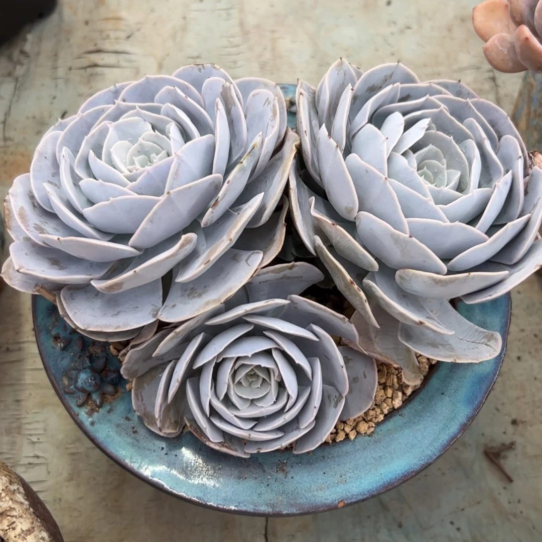 圣卡38 零零多肉植物