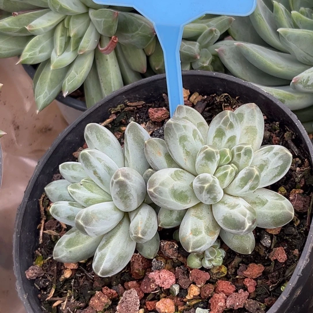 伊卡鲁斯多肉植物050