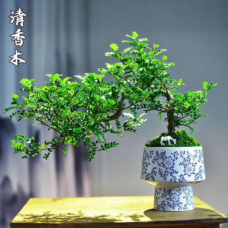 清香木老桩悬崖造型盆景盆栽花卉绿植室内客厅茶室四季好养