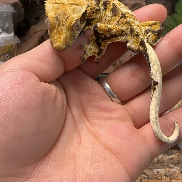 烨***裤睫角守宫奶油超级三色