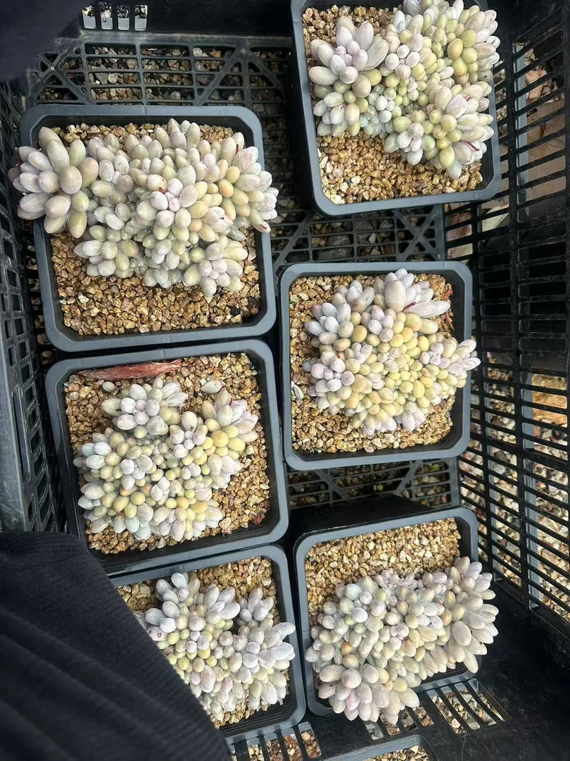 植迷园艺多肉植物5月2日汤圆潜力股