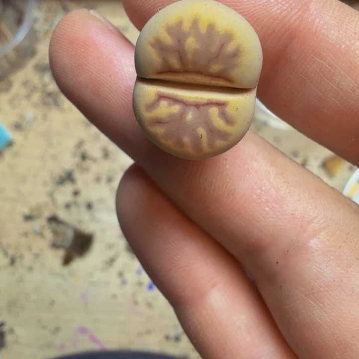 小*虎多肉植物的生长发育216