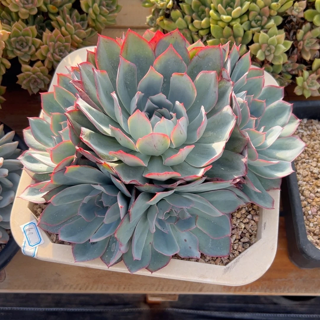 多肉植物手捧蓝光