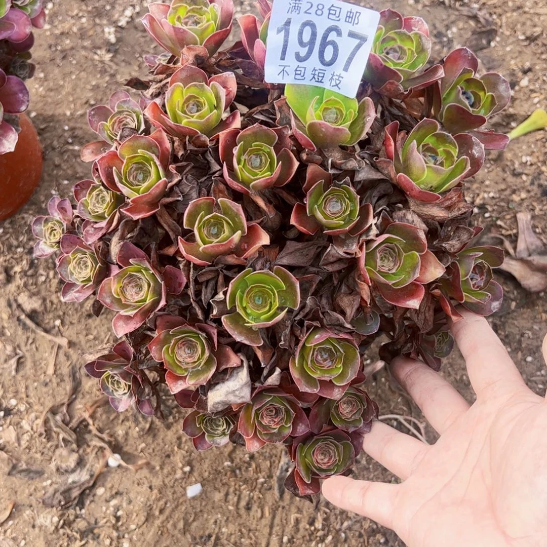 美金玫瑰多肉植物1967
