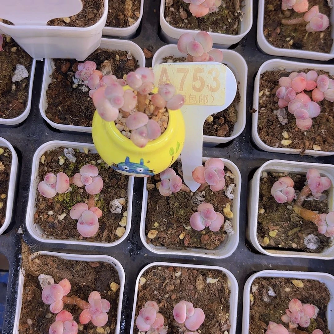 ****弹A753萤火虫一物一拍