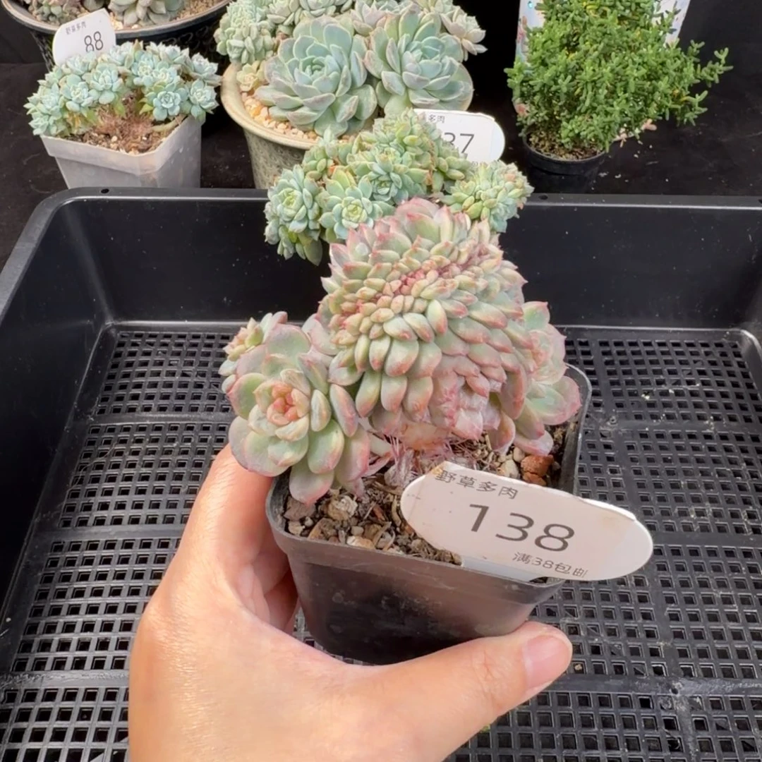 葡萄珍妮缀化138号
