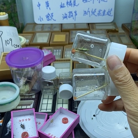 怪叫竹蛉2只包邮包风险