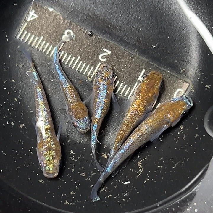 青鳉鱼金色海王星一组17号