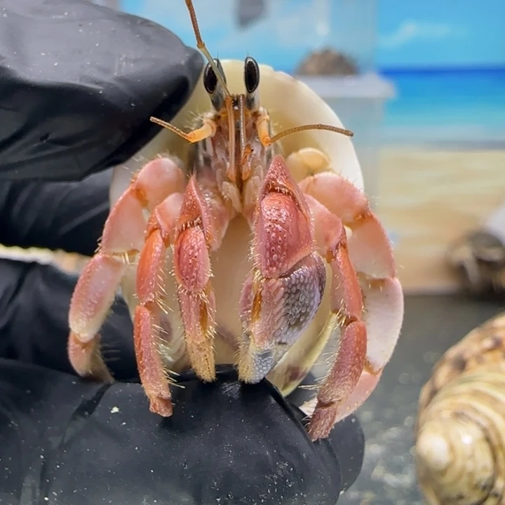 A37-1.6口亮粉色灰白