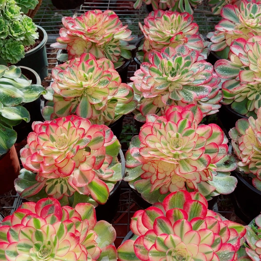 大号优选荔枝（偏粉体的）量拍多肉法师一个