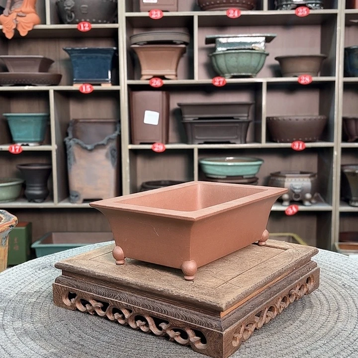 紫砂花盆树*紫砂的味道很好