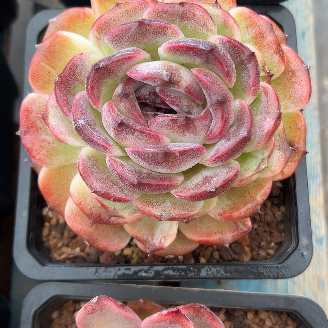 暗香浮动月黄昏多肉植物