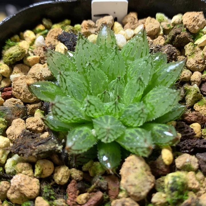 原始种岩兰玉露带盆土