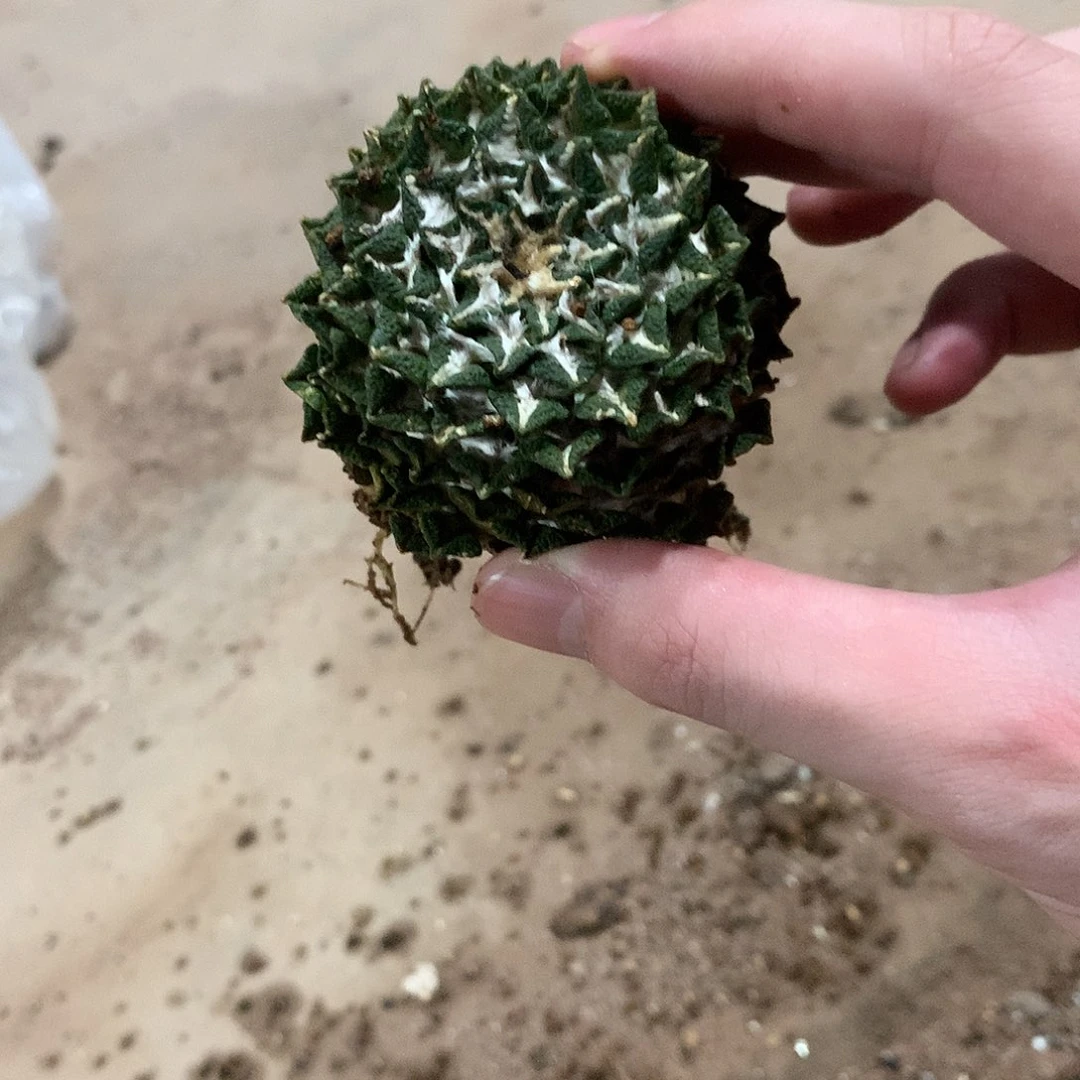 y***l黑牡丹自根萝卜很