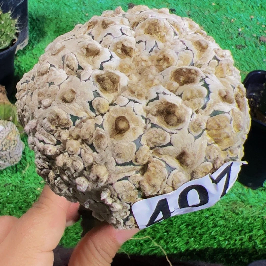 无花朵福利浓白兜407