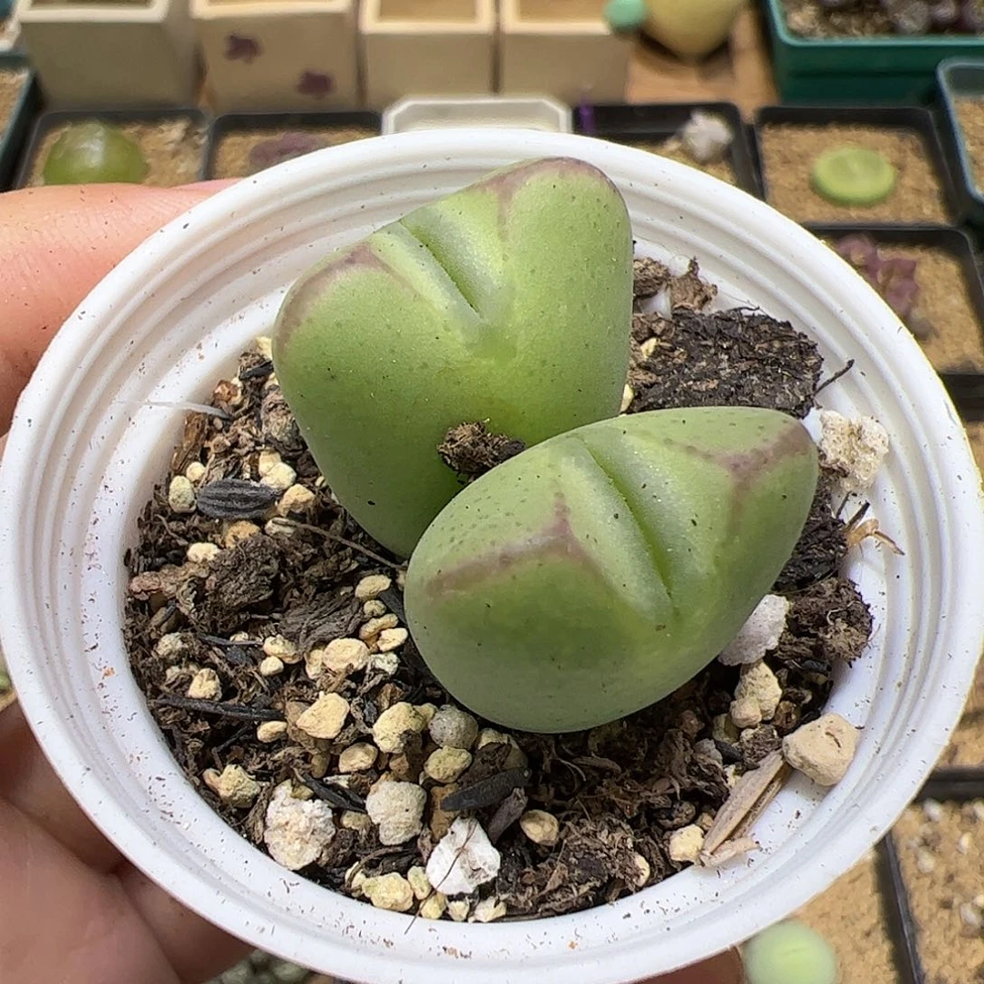 【闪购商品】96 秒