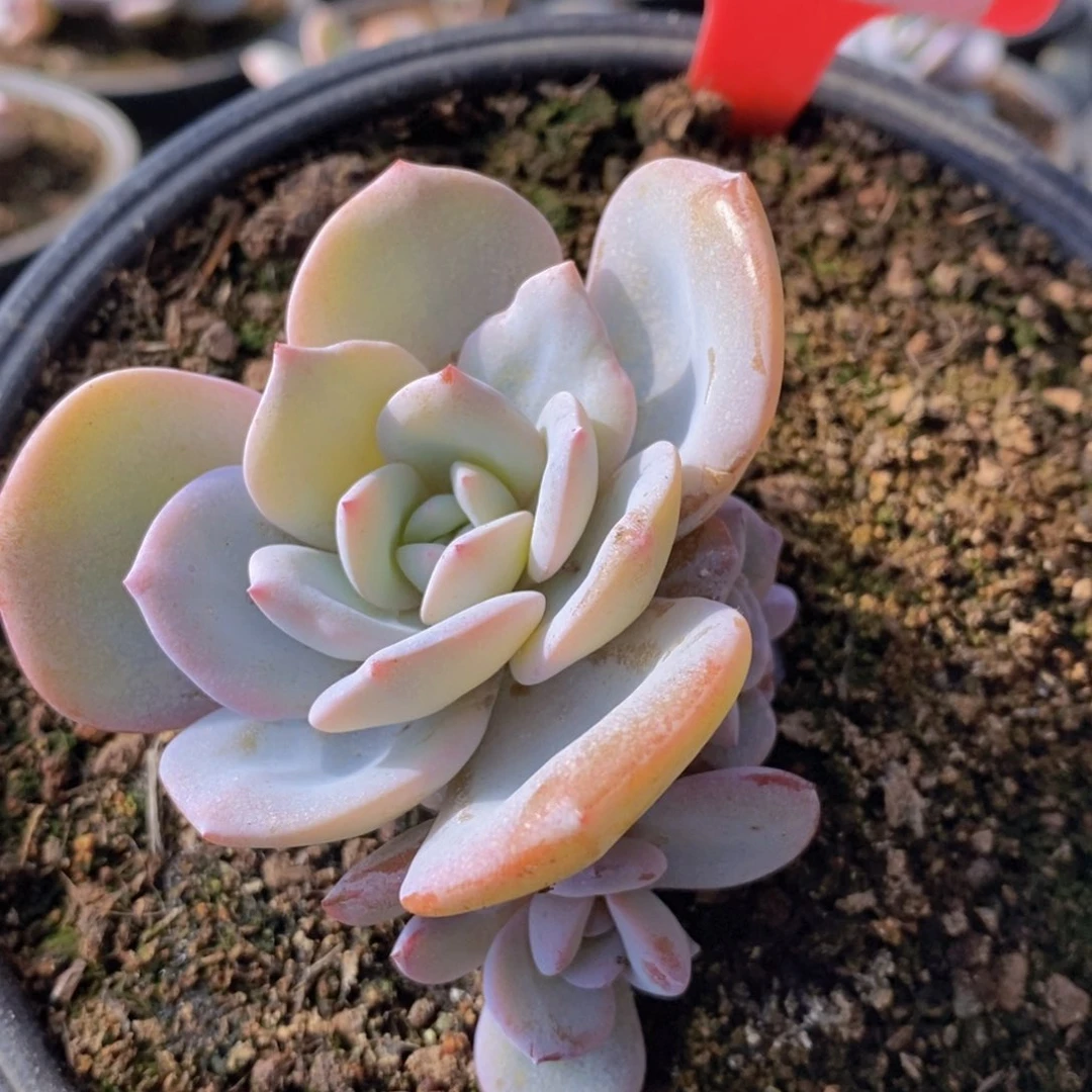 多肉植物1111111111