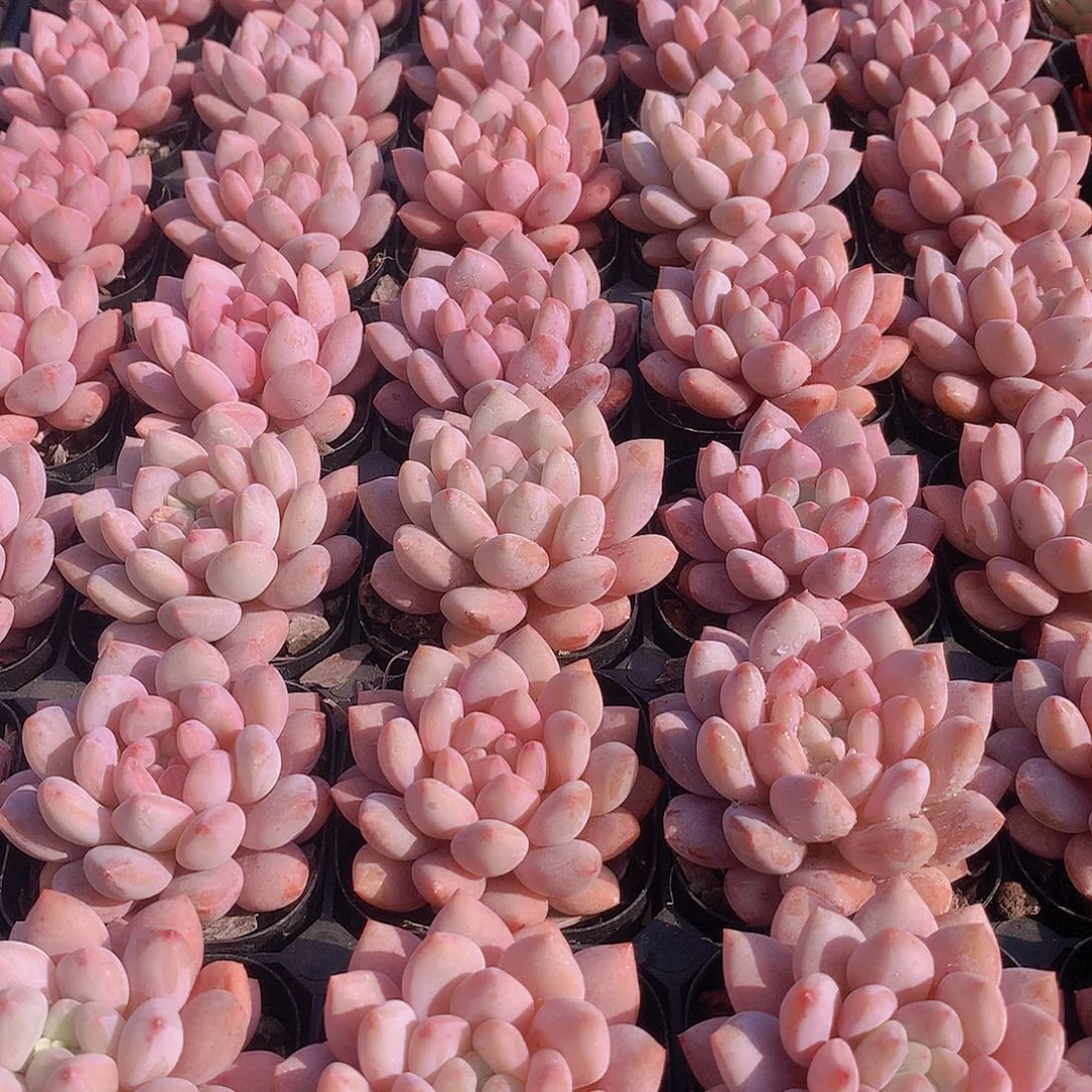 半夏34678899900000