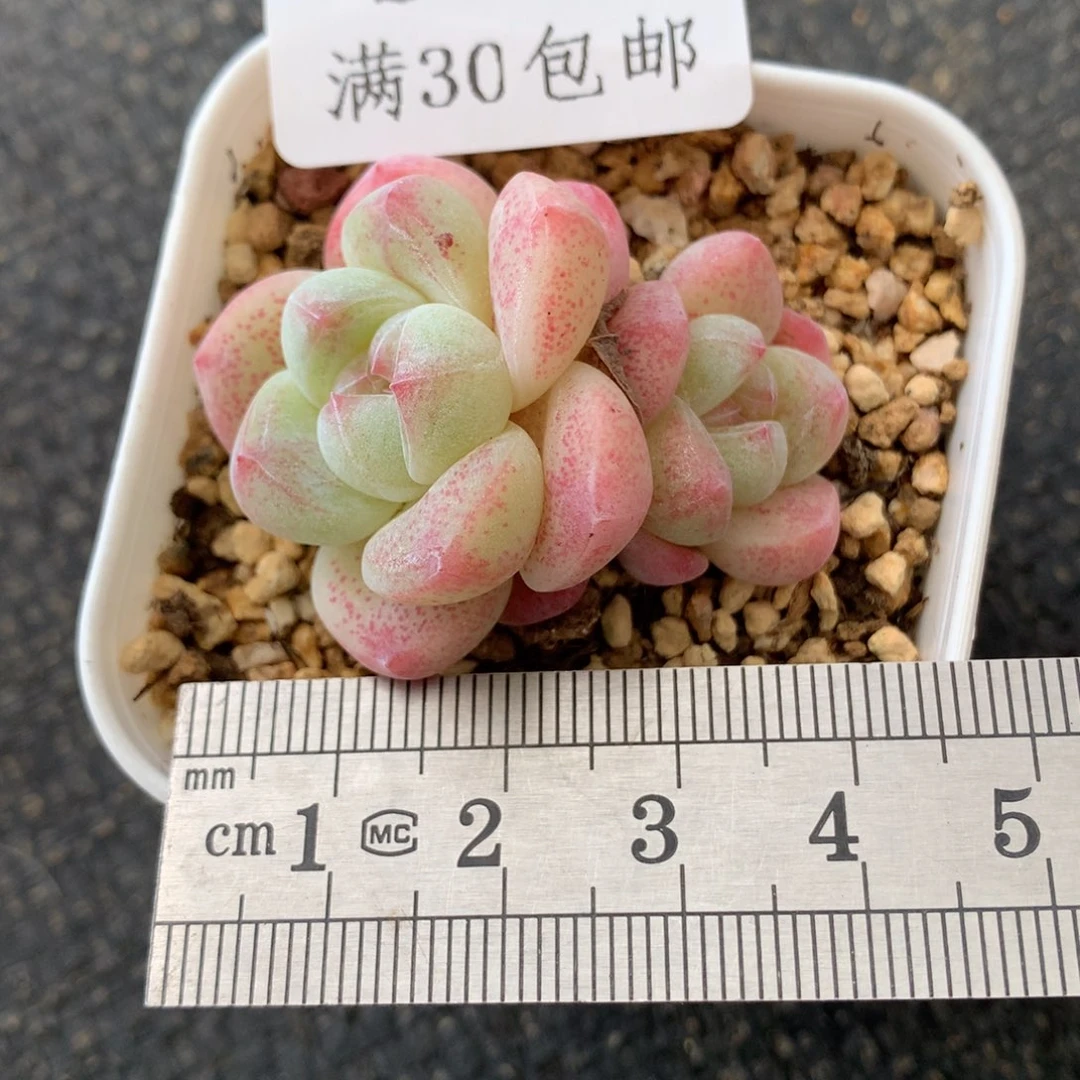 456圆滚滚双头冰玉冠服4