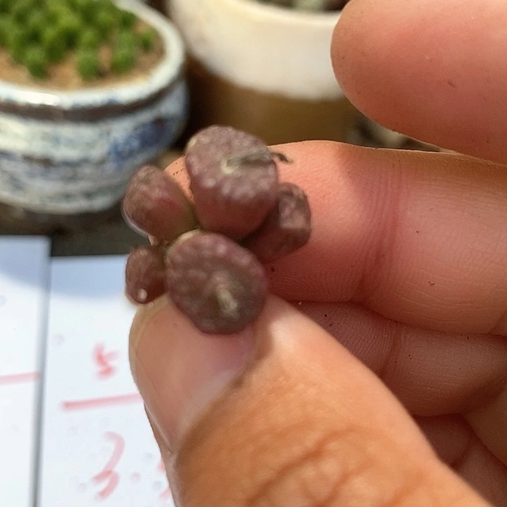 5503肉锥群生一颗