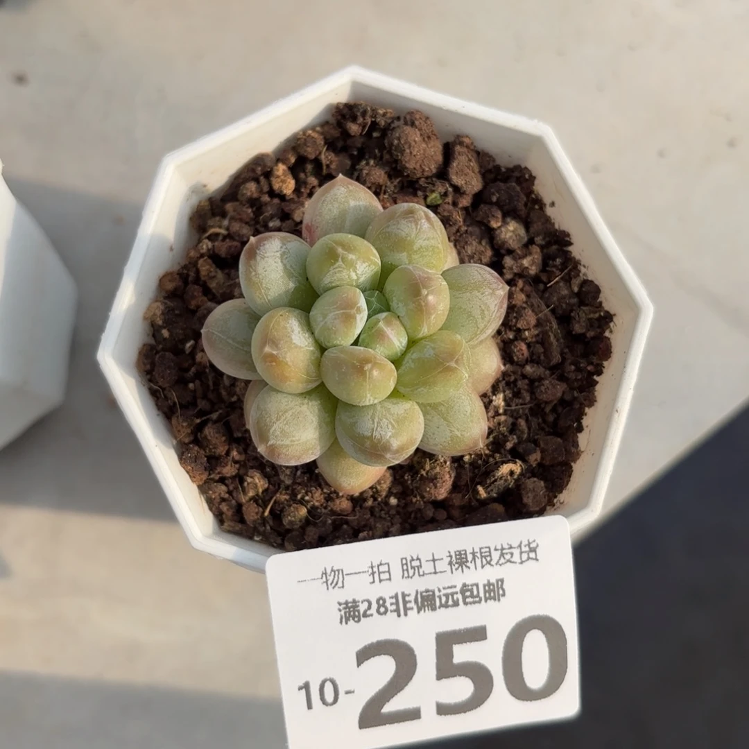 绿心美人单头多肉多肉