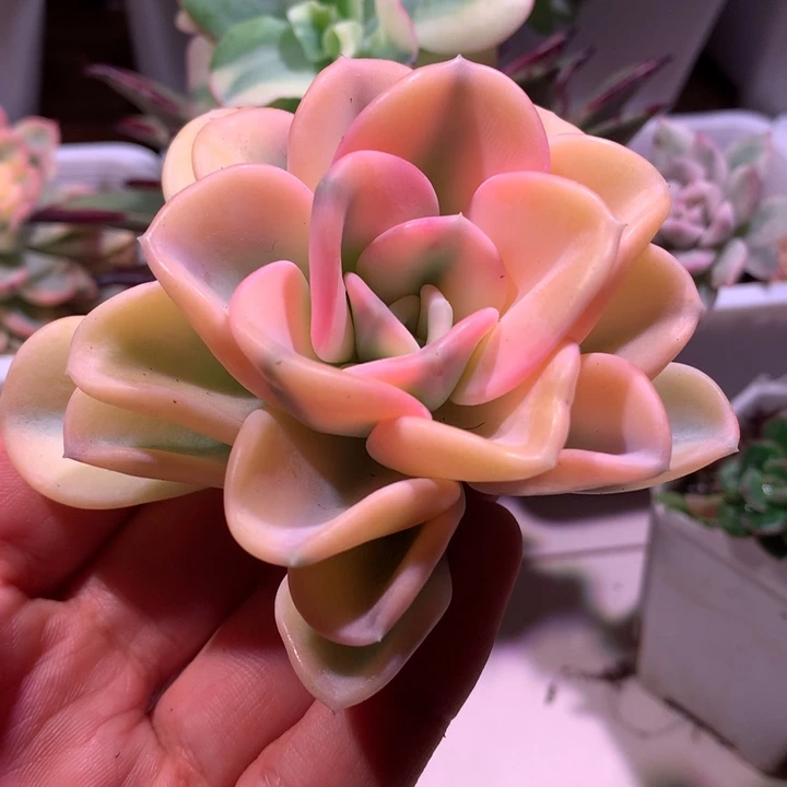 美尻腹轮锦有全锦叶宽锦边