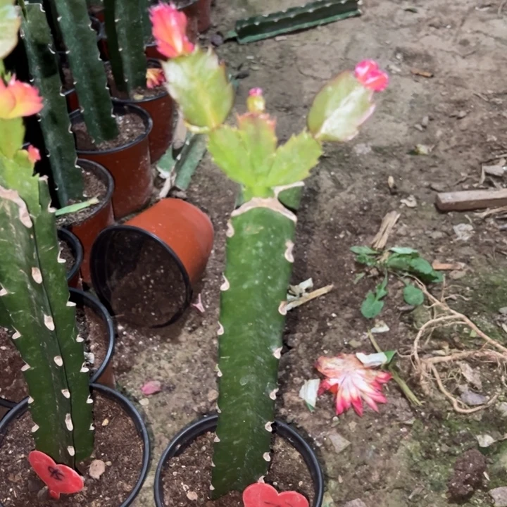 我***～当前无花栽培后可以开花083  77