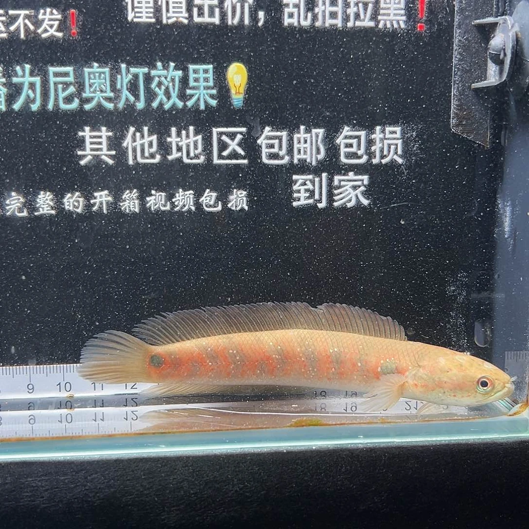 雷龙鱼雷龙鱼七星雷龙鱼