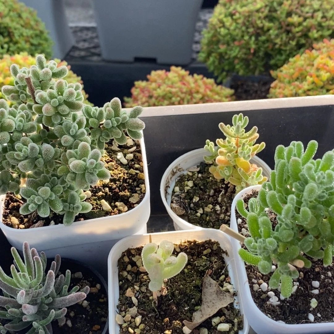 鸡***花福利组合套餐0966