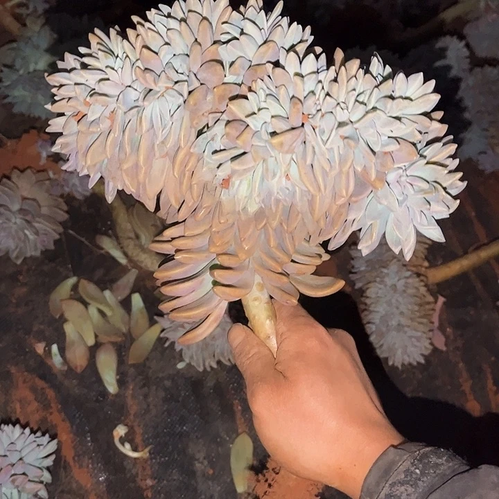 淡雪缀长腿13.09多肉植物