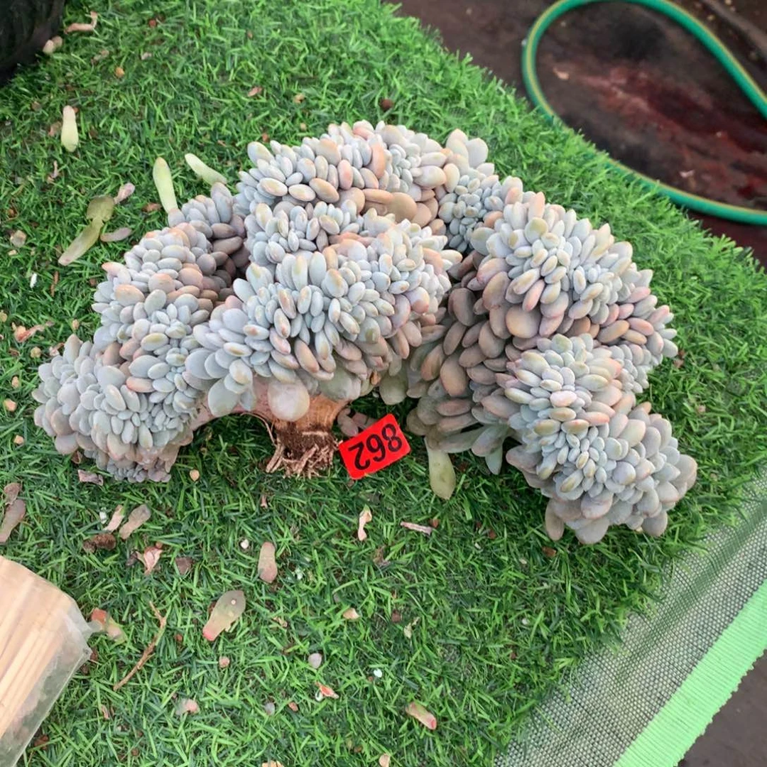 862粉兔1111111111111