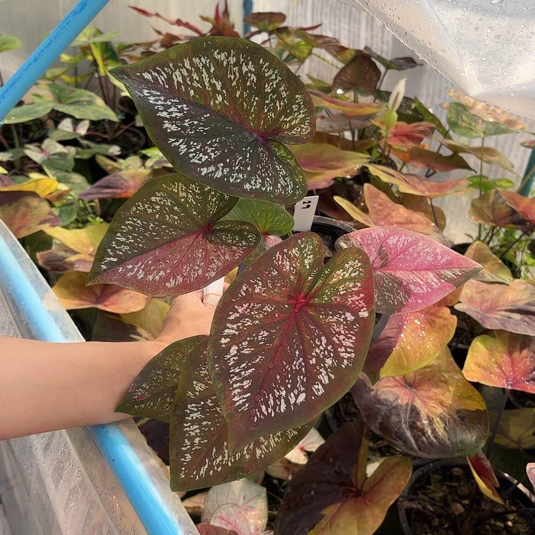 泰国彩叶芋29-0130