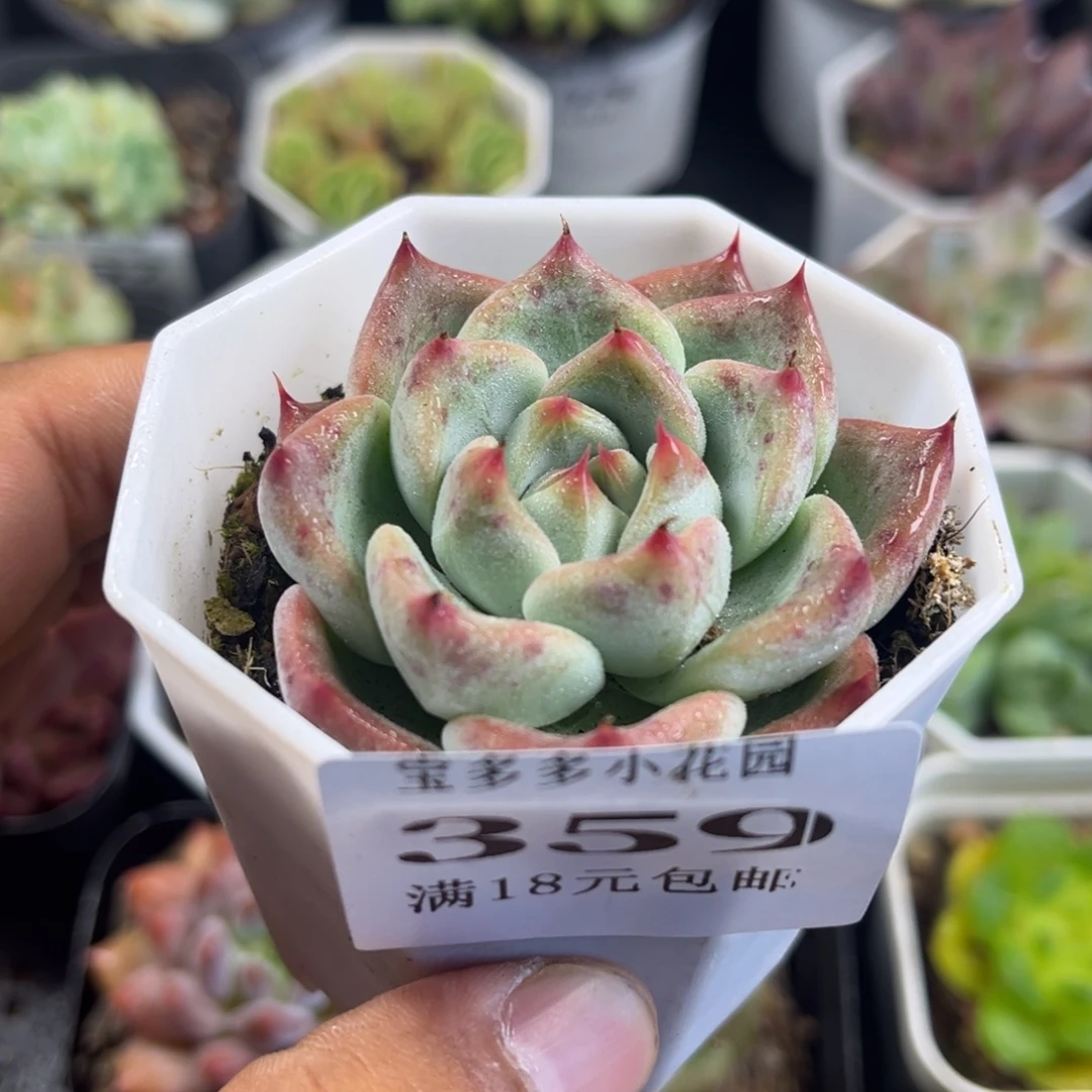 婚戒到手一颗满18包邮满26送一颗精品小肉肉