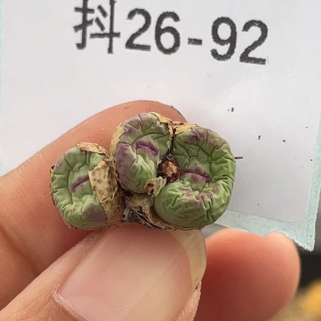 心****26-92肉锥多肉植物