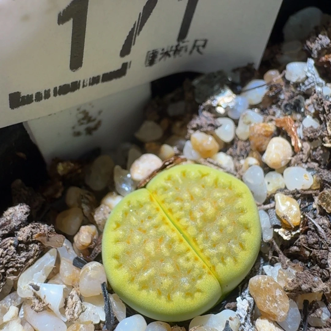Ssss精品生石花171