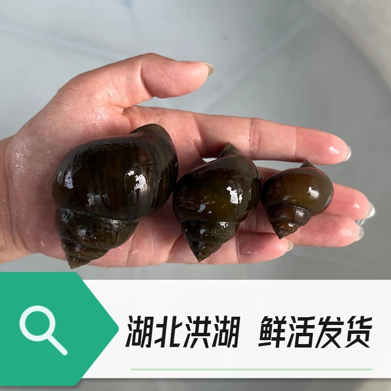 洪湖新鲜特大号田螺鲜活大田螺泥螺清水田螺石螺活体京东快递发货