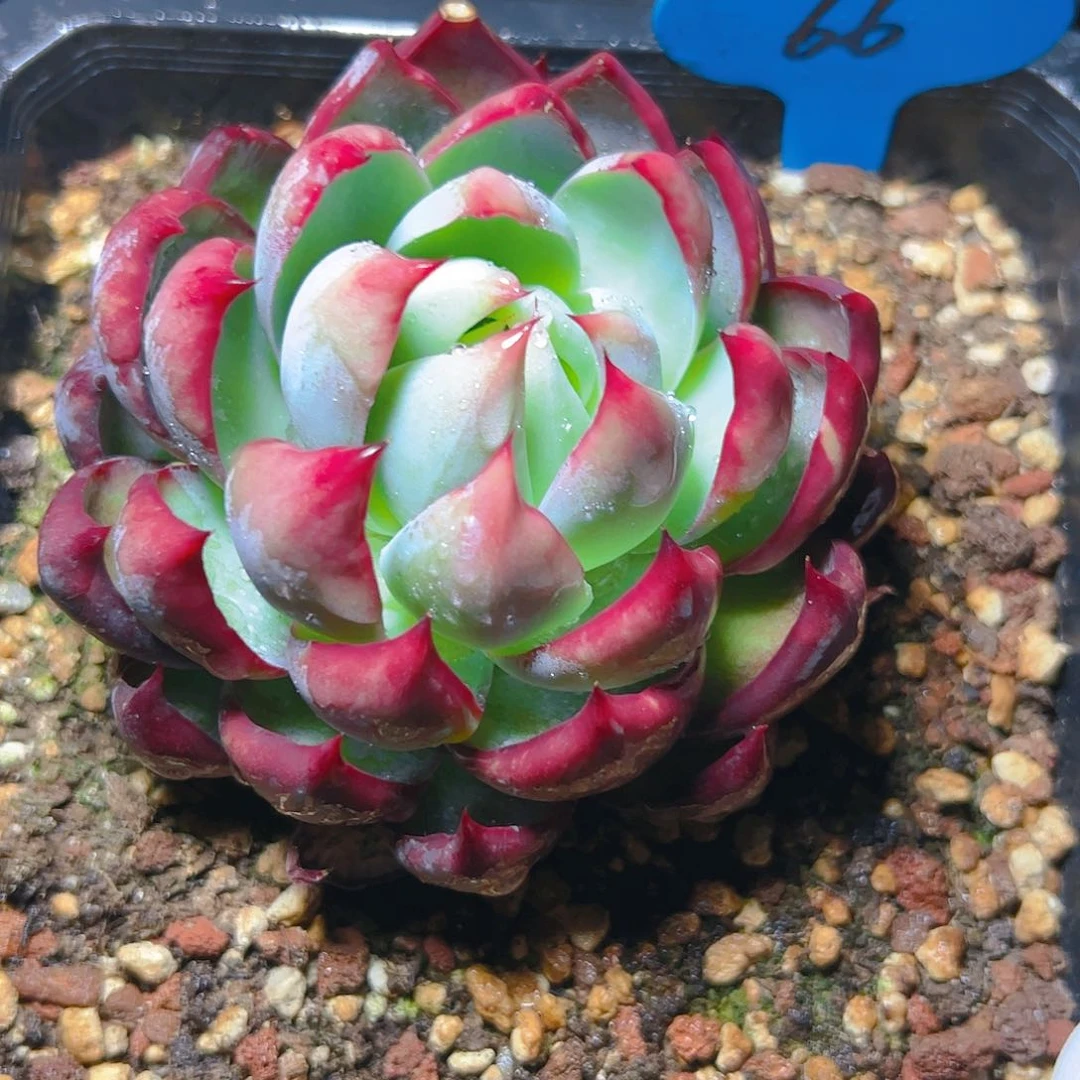 ?****?惊鸿仙子一物一拍66号