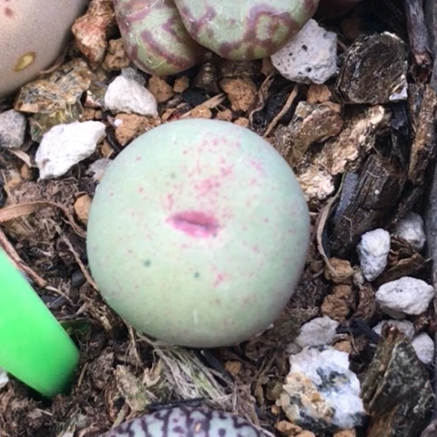 多肉肉锥 TS427红嘴