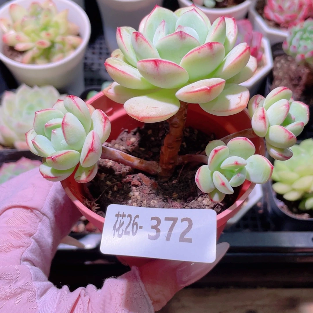 花利美26-372香草