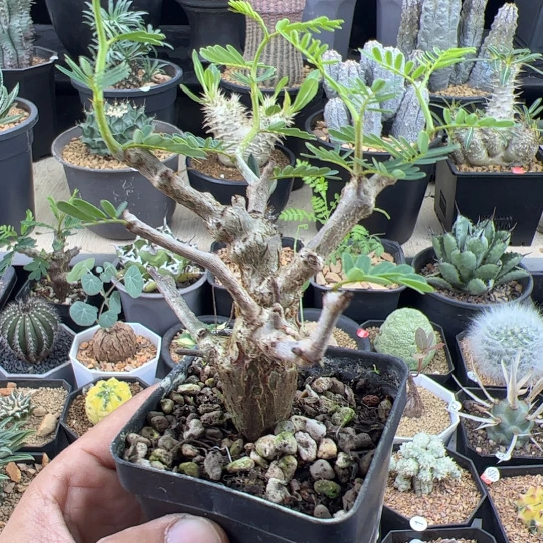 沙漠苏木实生一物一拍带盆发