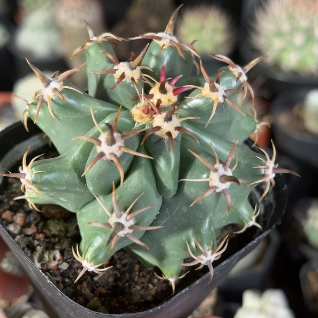 仙人球一物一拍实生22