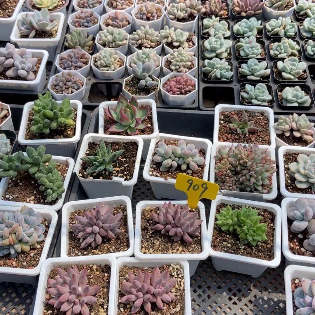 909虞美人4颗多肉植物保护