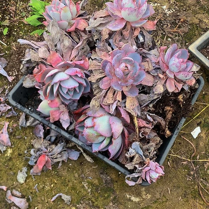 晚霞00000000000000