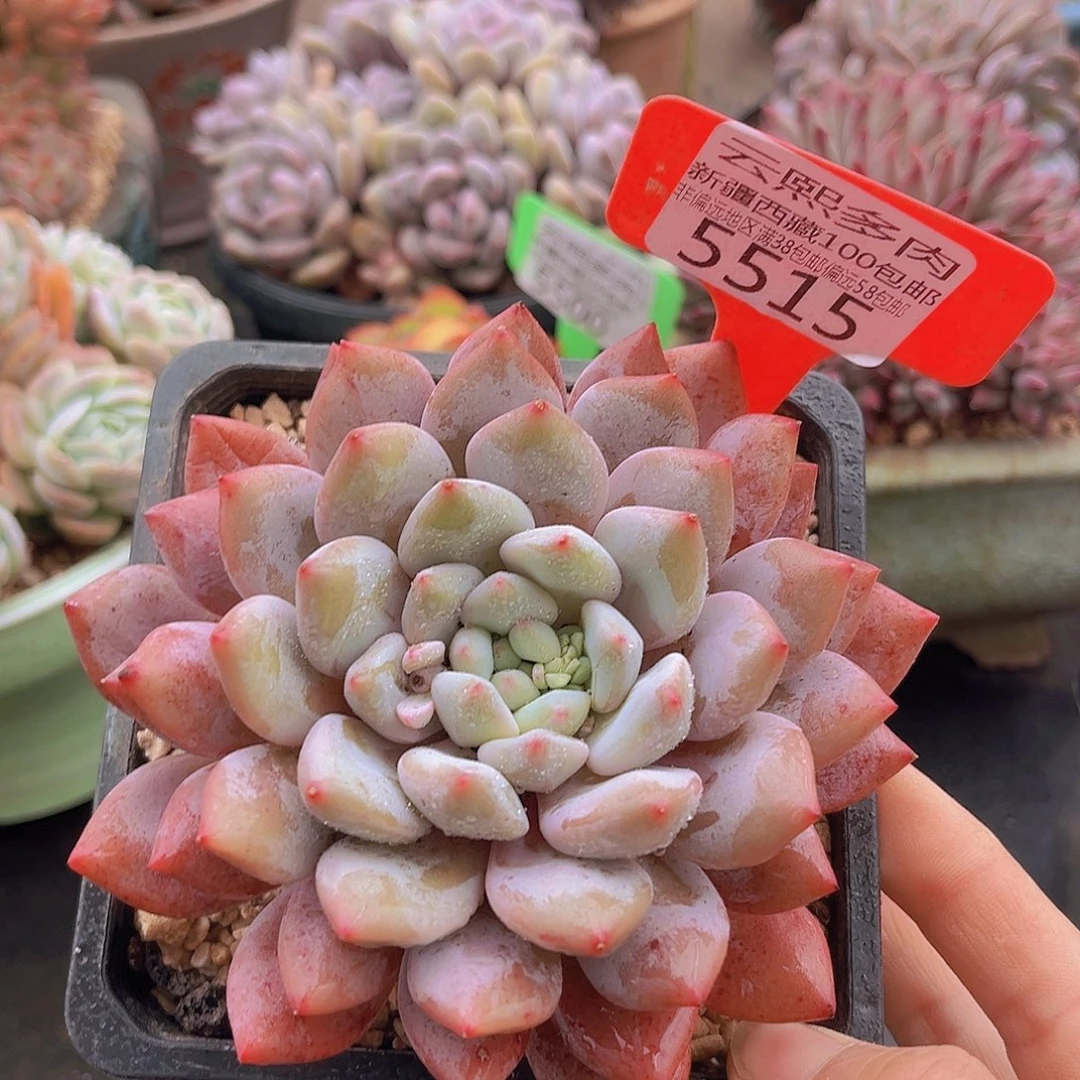 5515半夏多肉植物