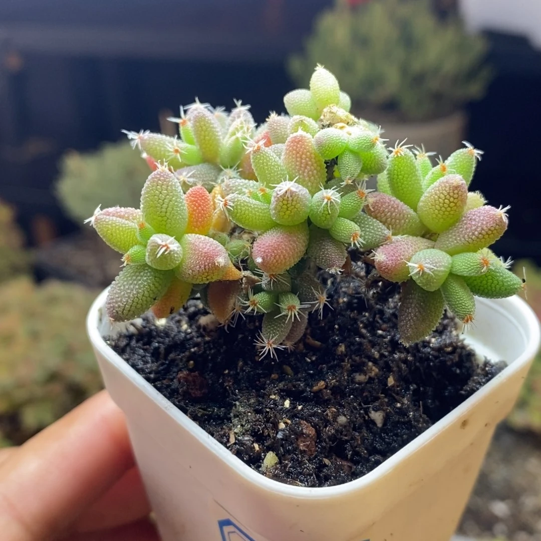 955号实生yum枝干多肉