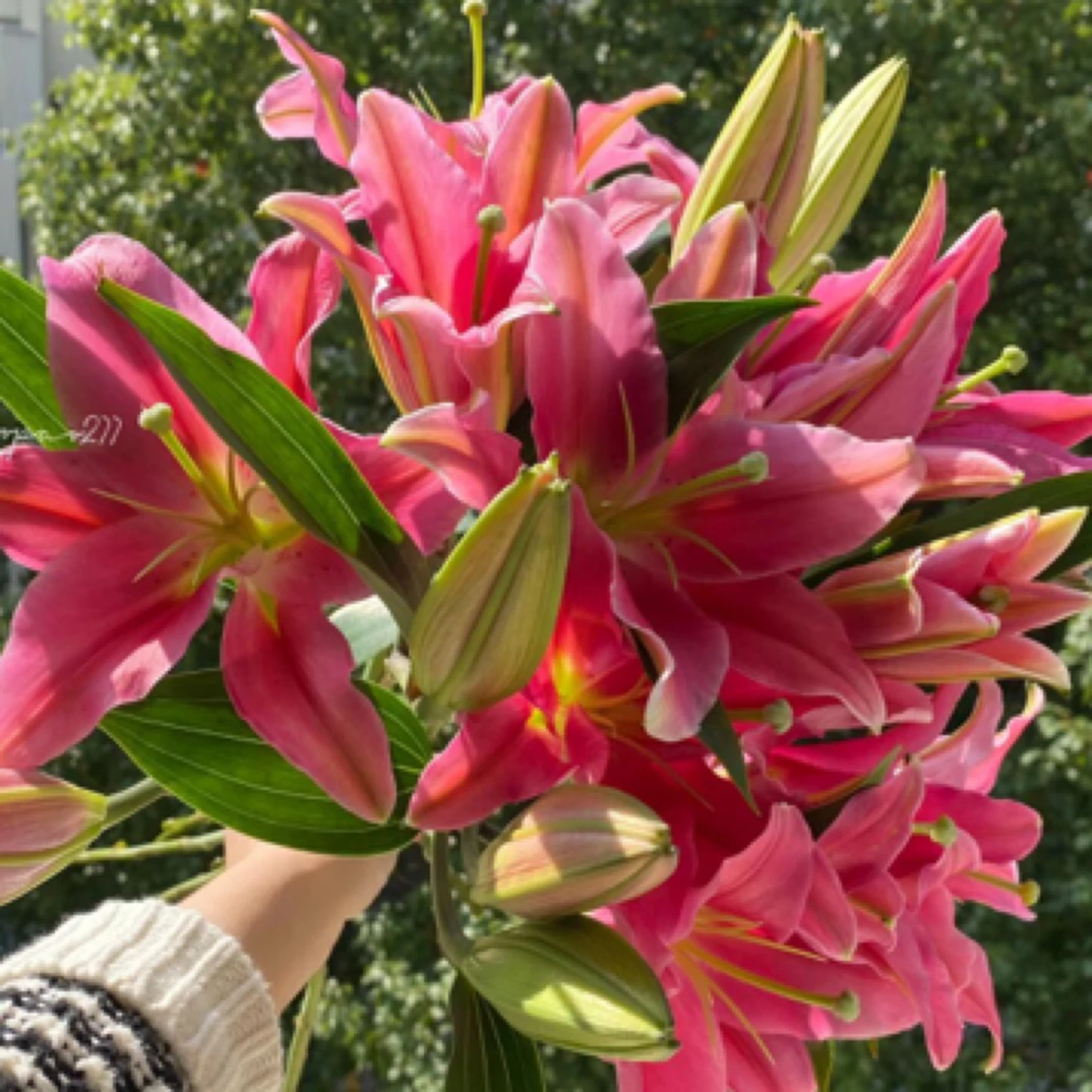 【香水百合粉红色3枝】湖南广东今天拍明天任意两单顺丰包邮到家