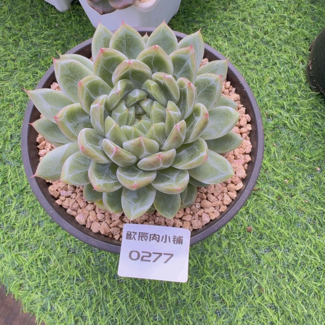 到***底多肉植物冰山单头0277