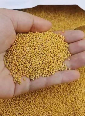 优质谷子鹦鹉吃食两个