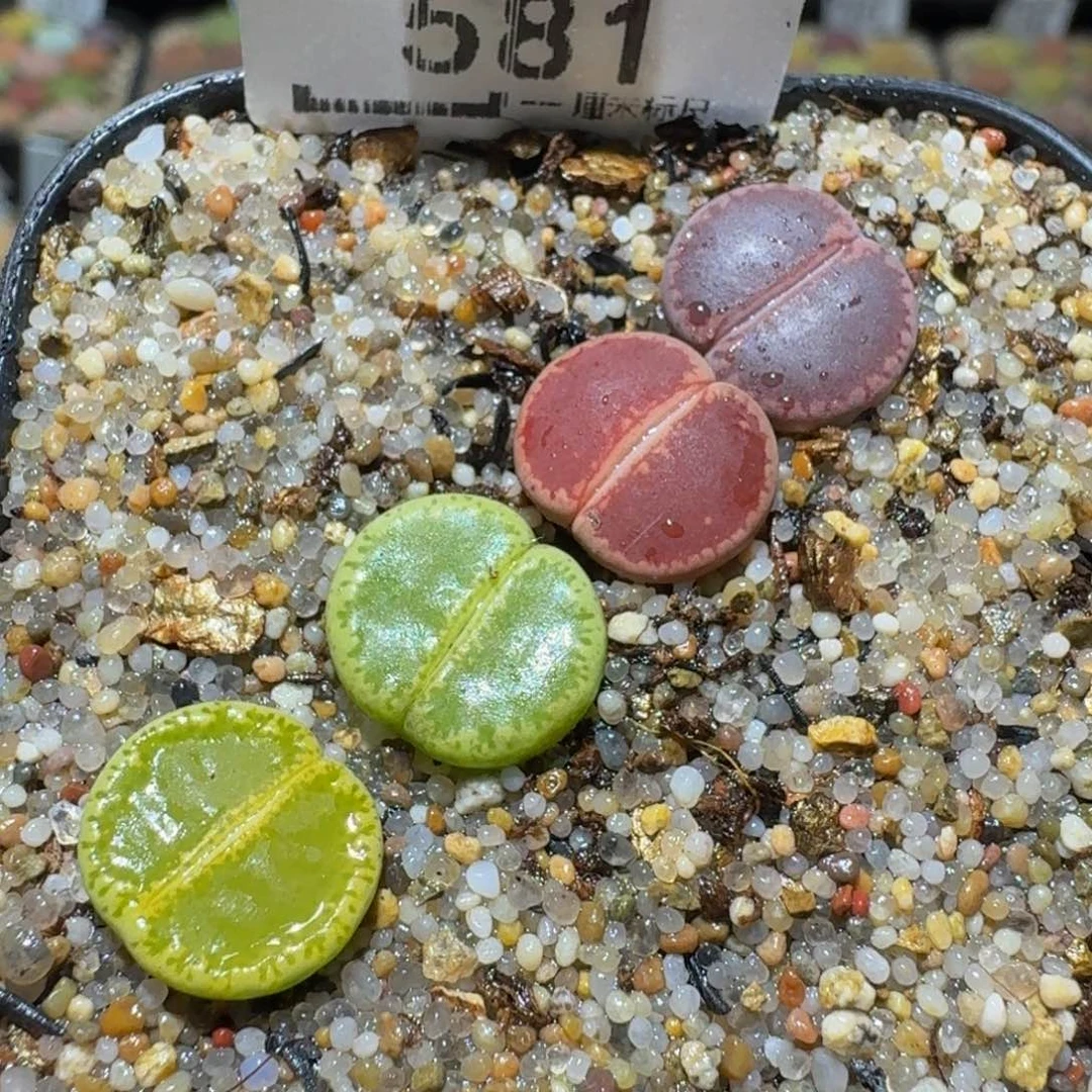 Ssss精品生石花581