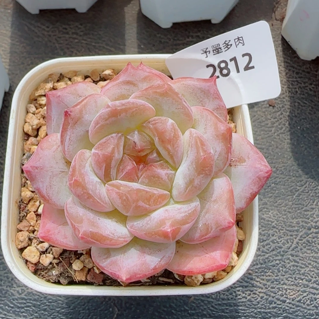 黛玉冰魄，2812多肉植物